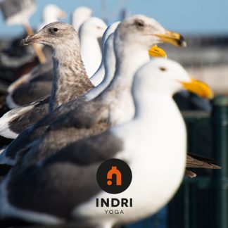 Restorative Yoga row of seagulls on a pier